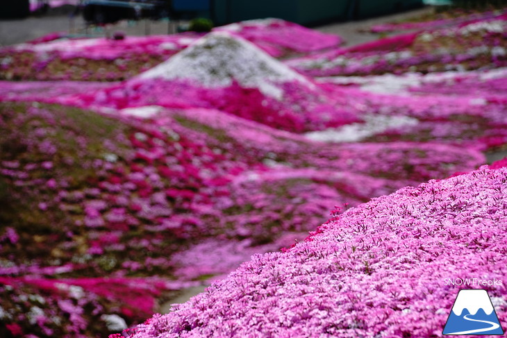 倶知安旭ヶ丘スキー場と三島さん家の芝桜の丘。